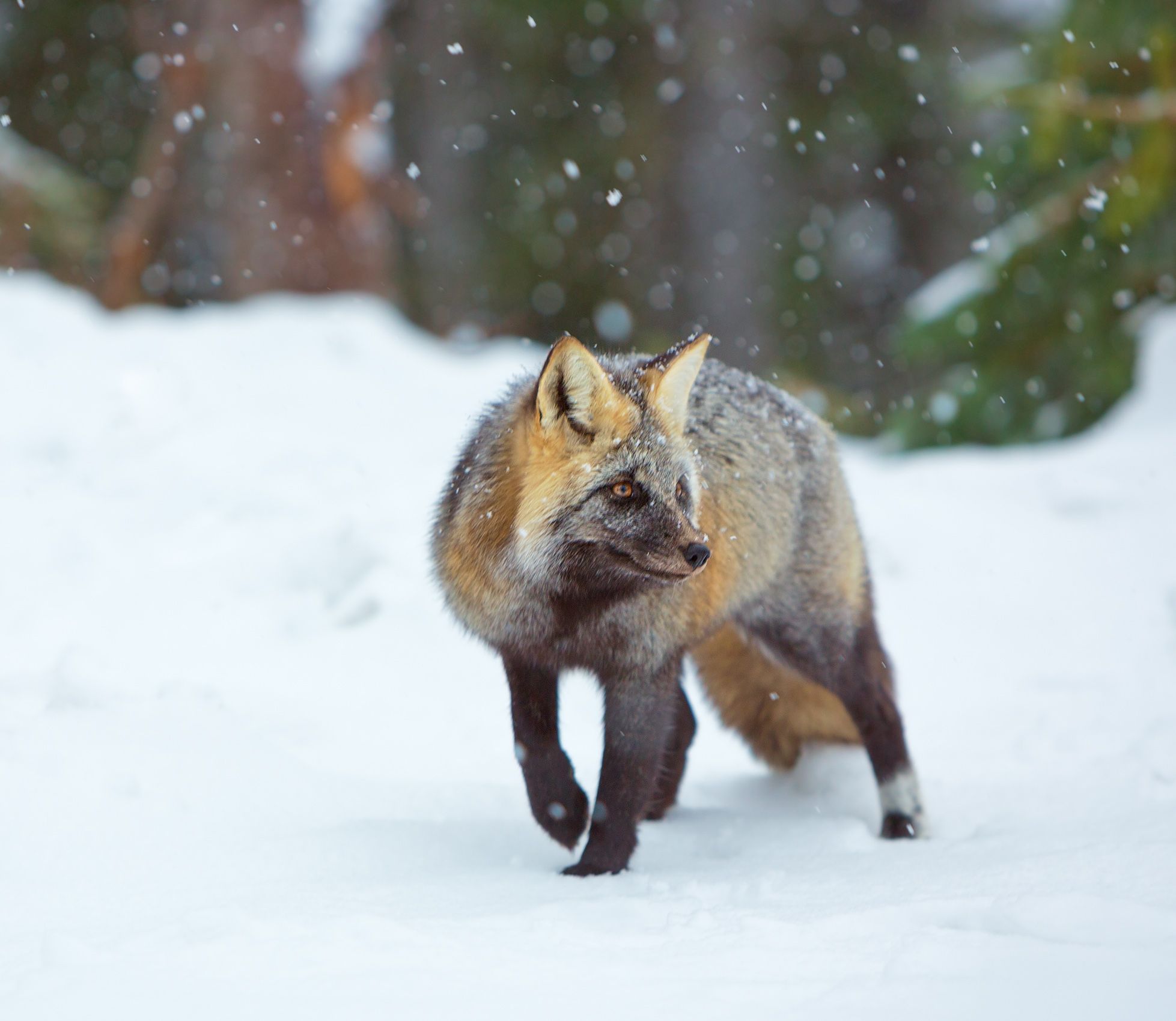 Mount Rainier National Park, Washington Opportunist, Cascade Red Fox