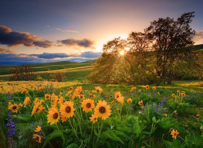 Columbia Hills, Washington State Golden Hills