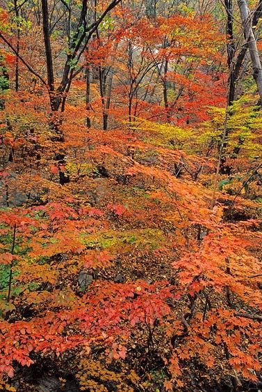 near Seoul, South Korea Autumn Maple Forest, Bukhansan National Park