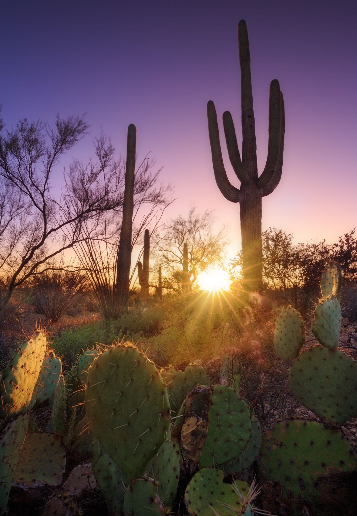 Tucson Mountain Park, Arizona Desert Rat Reality