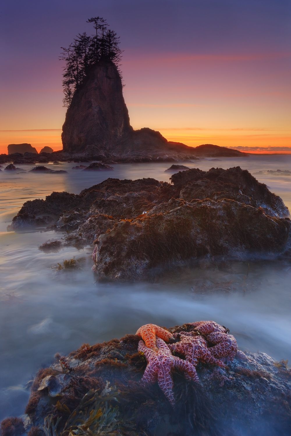 Olympic National Park, Washington State Dreams Of Ochre Seas