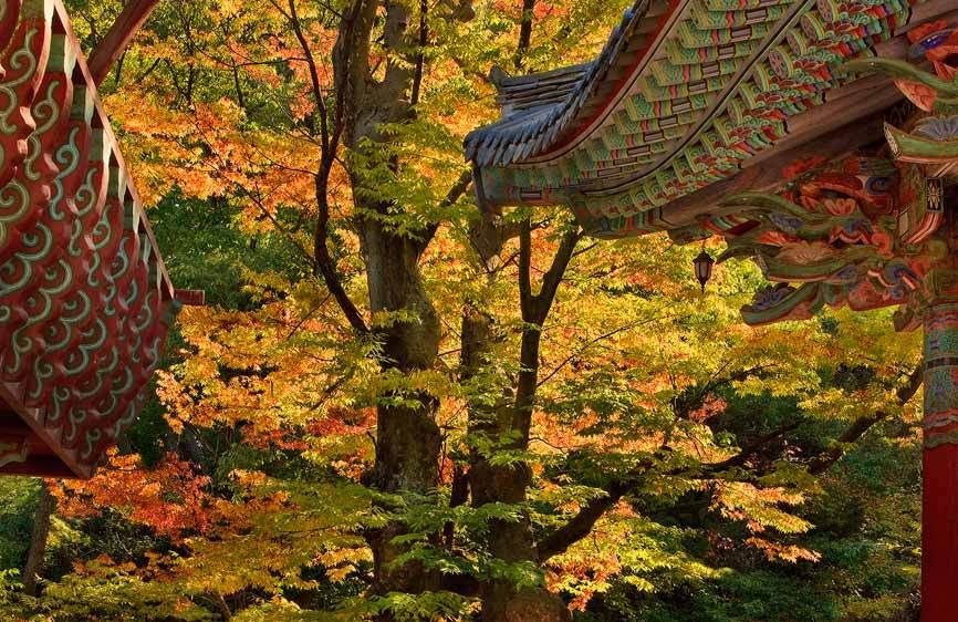 Autumn Maple and Temple Lines, TongDoSa