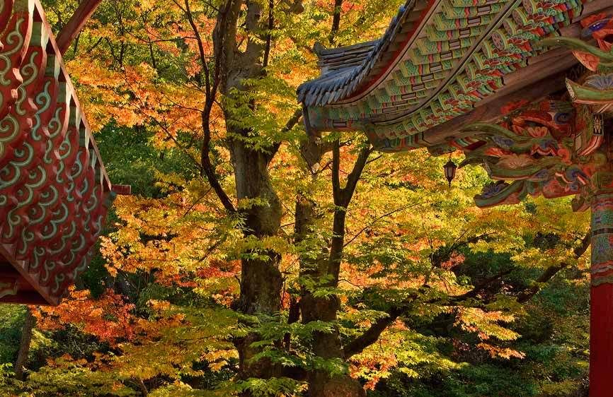TongDo Temple, South Korea Autumn Maple and Temple Lines, TongDoSa
