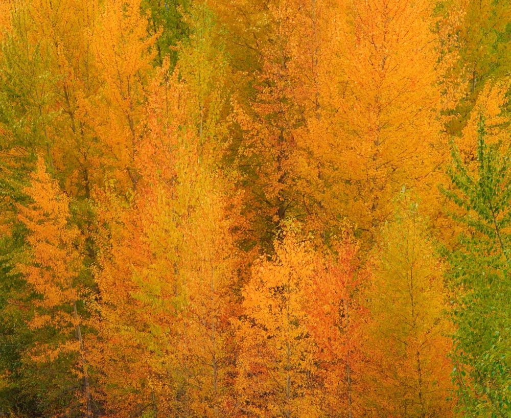 Washington Methow Valley Autumn Abstract