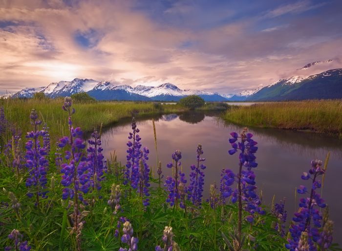 Turnagain Terminus