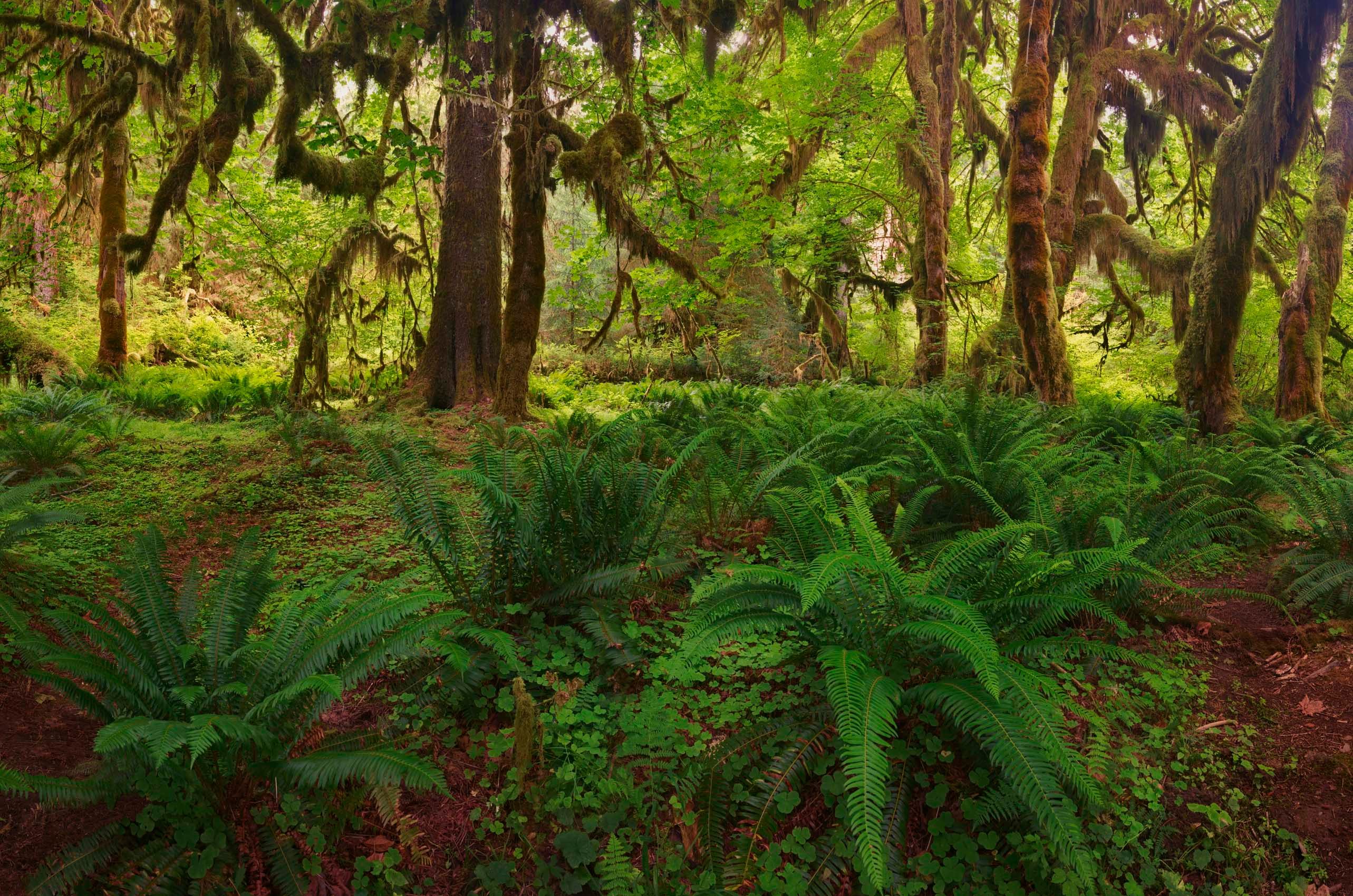 Hoh Rainforest, Olympic National Park, Washington Maple Grove Summer Morning