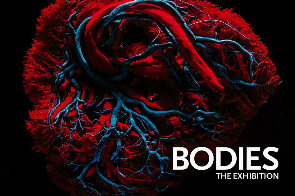1bodies_anatomy_14