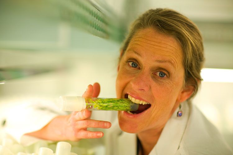Scientist Jackie Heinricher (Boo-Shoot Gardens) "lighting up" the world of bamboo tissue cultureproduction that cansave a natural resource in hugedemand but in steep decline. BooShoot