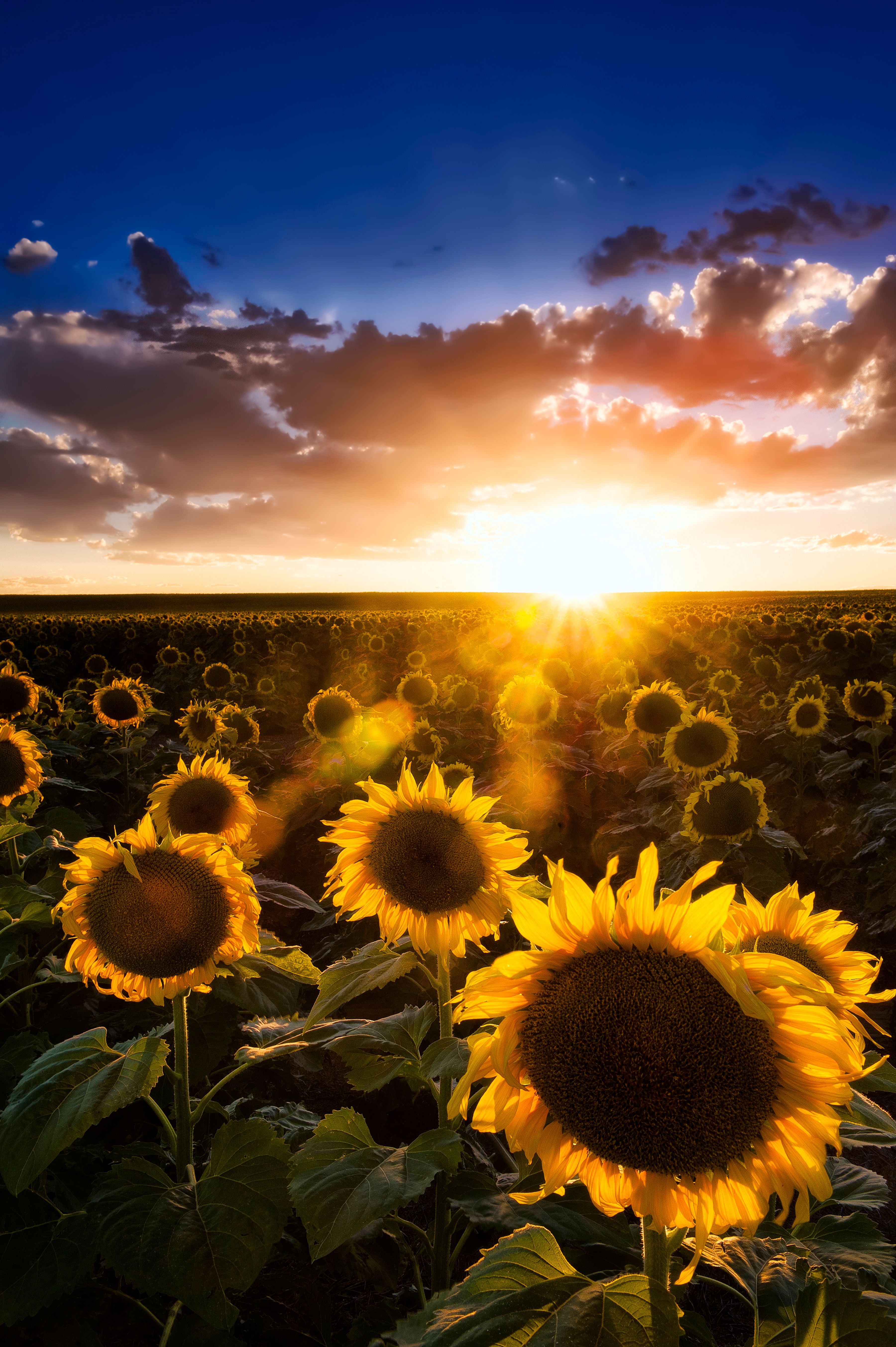 sunflower12x18.jpg