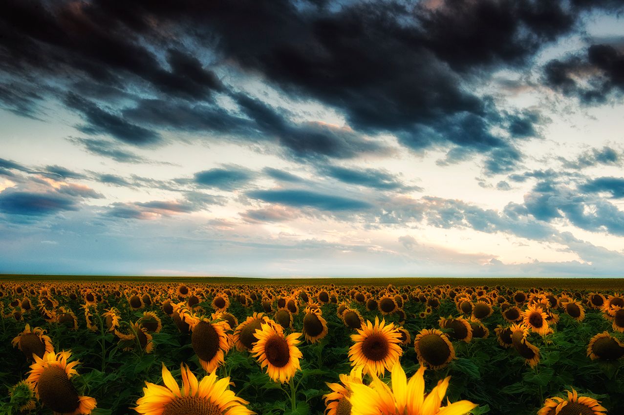 sunflower_horz.jpg