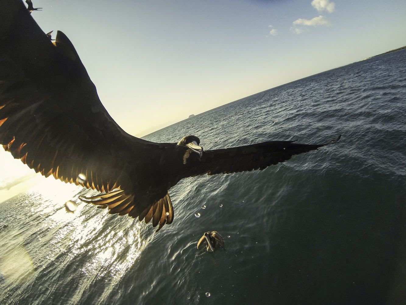 Florida Bird and Wildlife Photographer