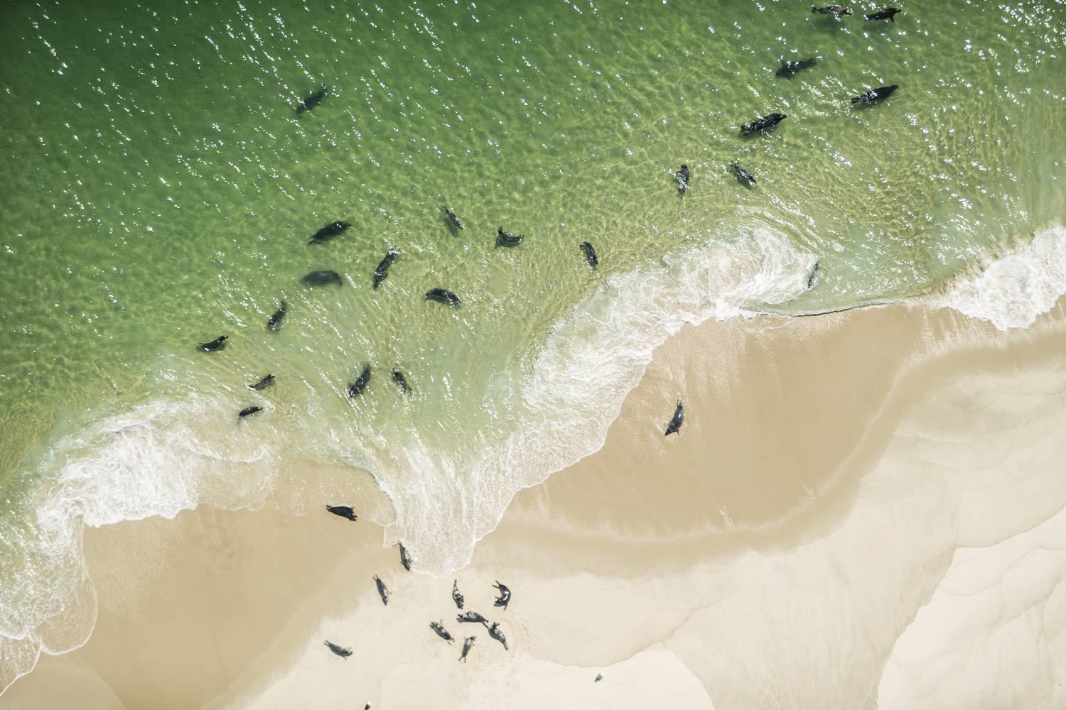 1seal_pod_aerial_green_water_capecod.jpg