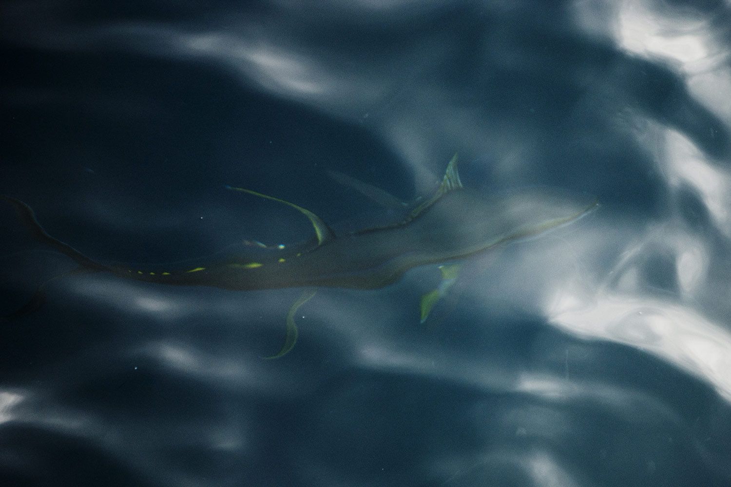 Florida Underwater Nature and Marine Photography