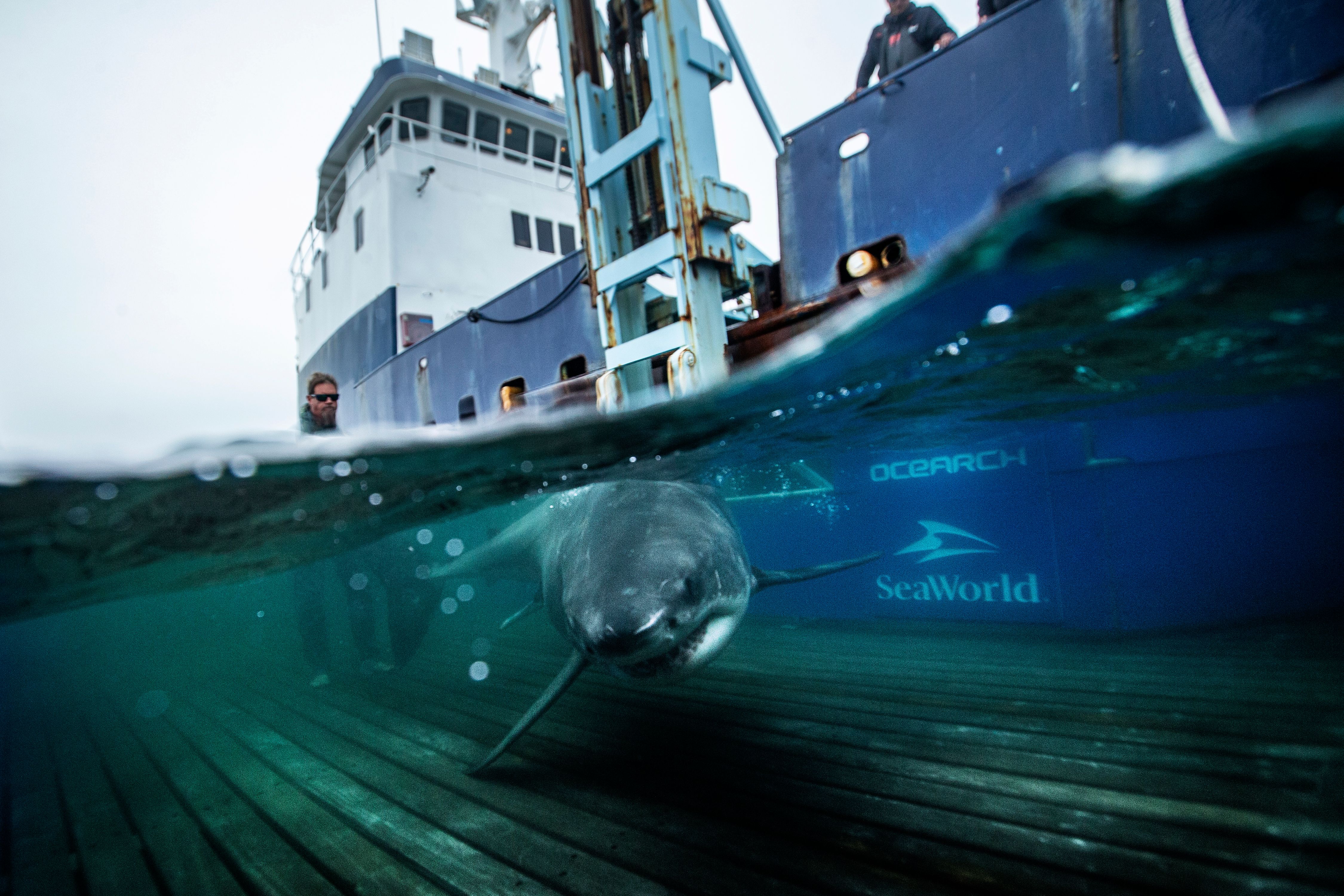 09152019_OCEARCH_NovaScotia_HayIsland_0341.jpg