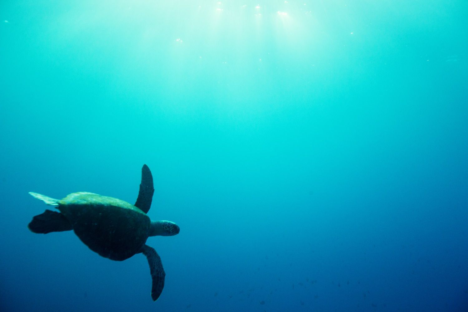 Florida Ocean Wildlife and Underwater Photographer