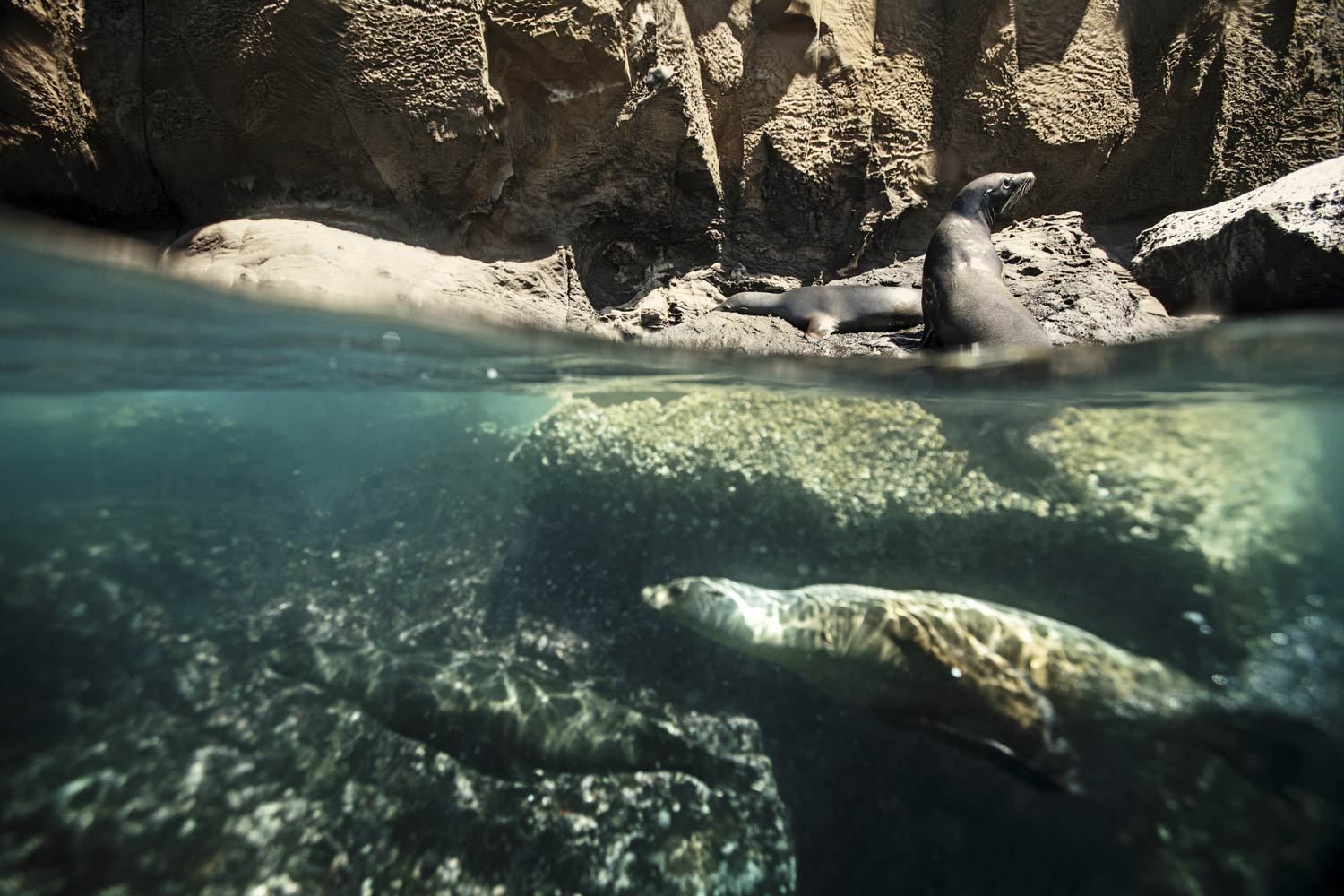 Florida Underwater Marine Wildlife Photography
