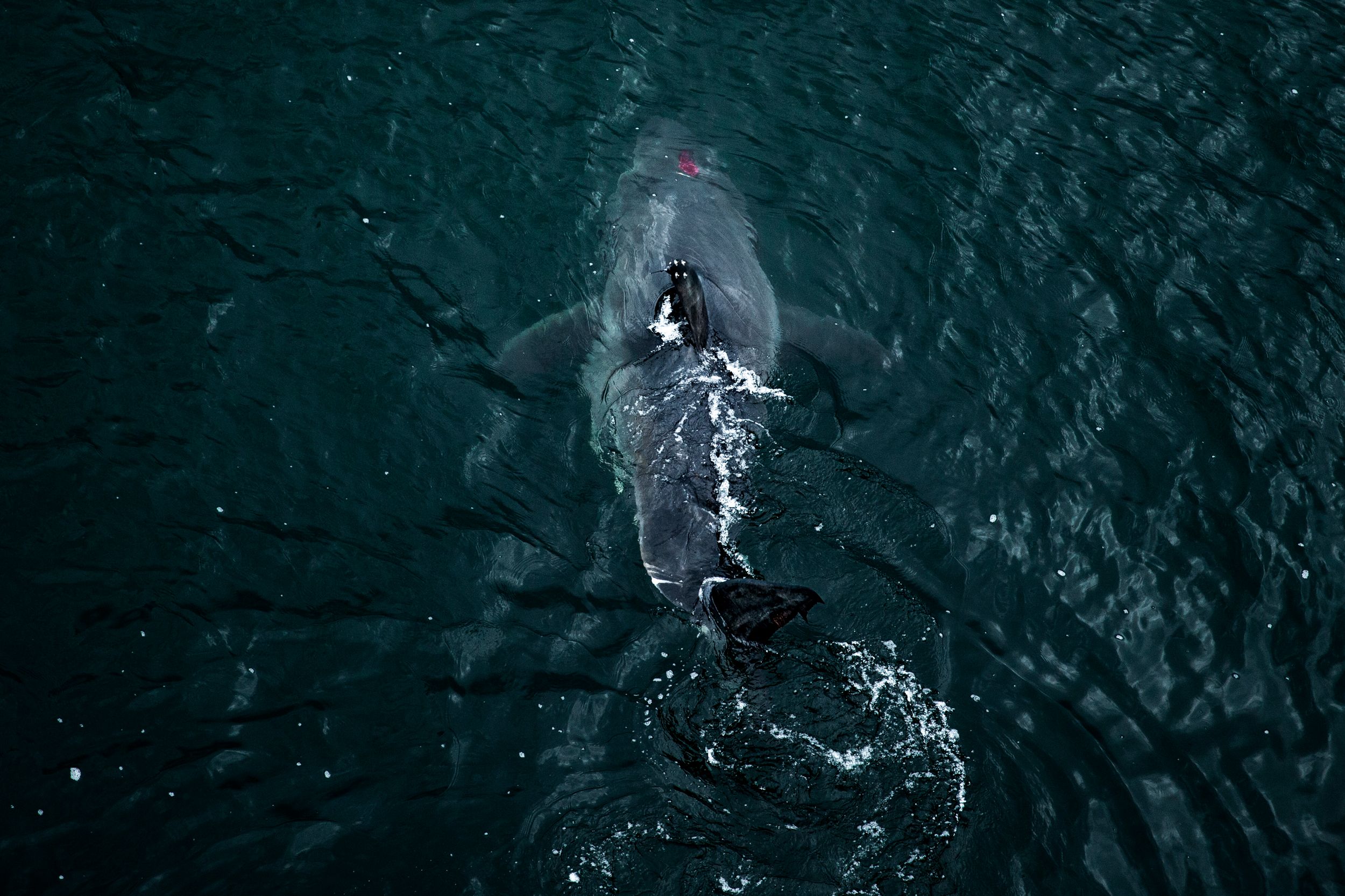 MYSTERIOUS ATLANTIC WHITE SHARK