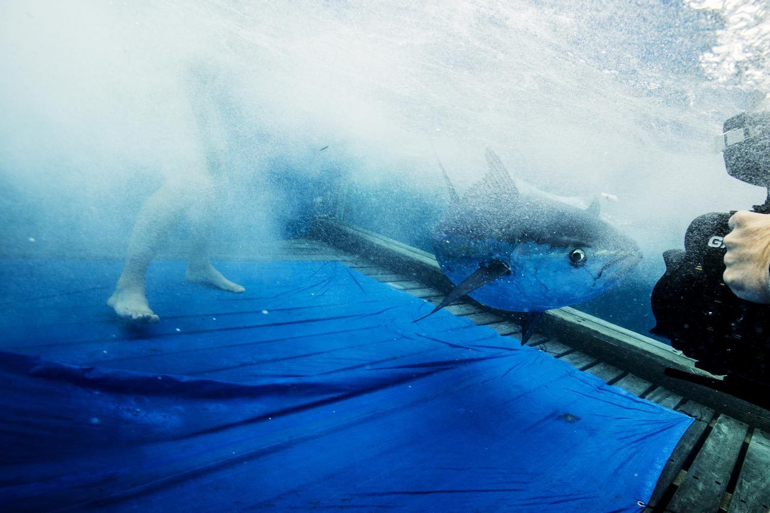 OCEARCH Galapagos Island Expedition - Florida Marine Life Photographer