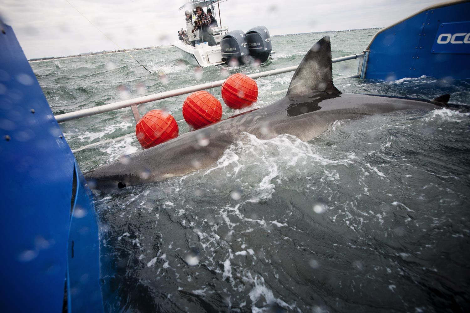 Atlantic White Shark Lydia - Jacksonville, FL Adventure Photography