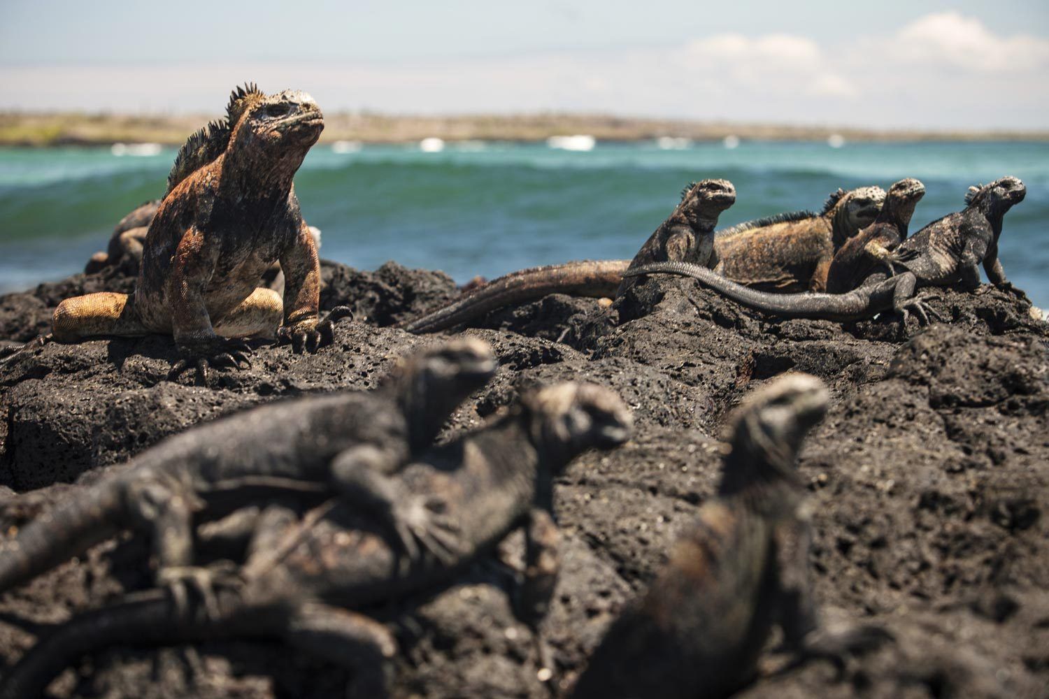 Galapagos Island Lizards - Miami, Florida Nature and Wildlife Photographer