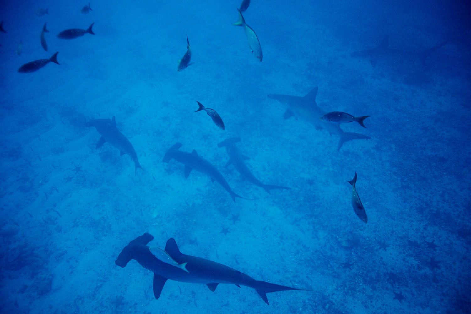 Florida Underwater Nature Photography