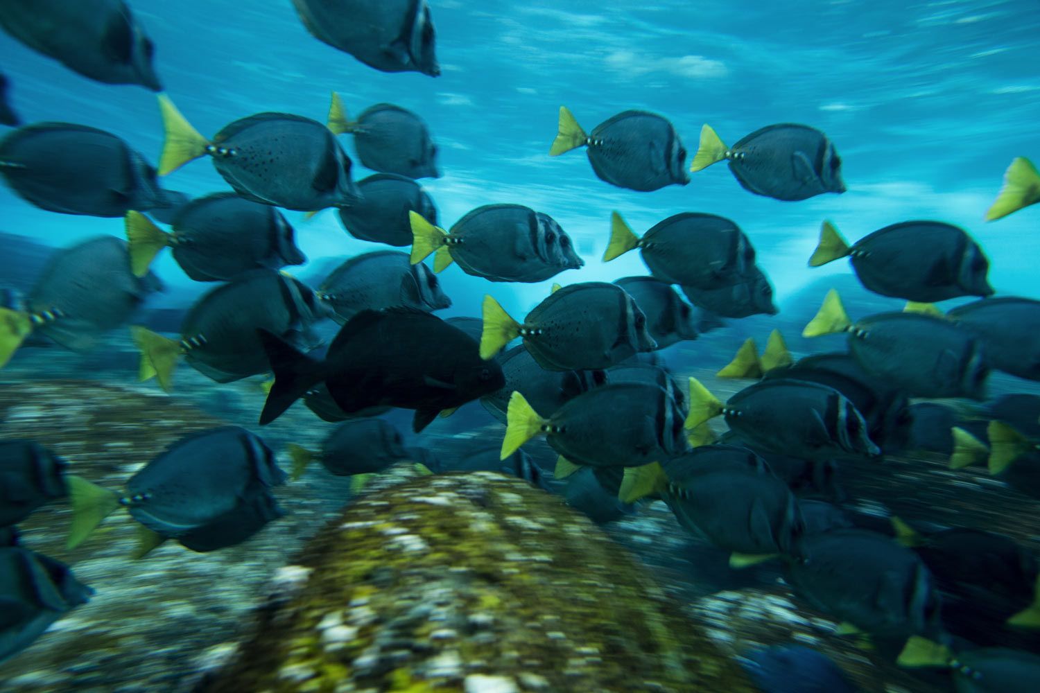 Underwater Wildlife Photographer in Miami, Florida