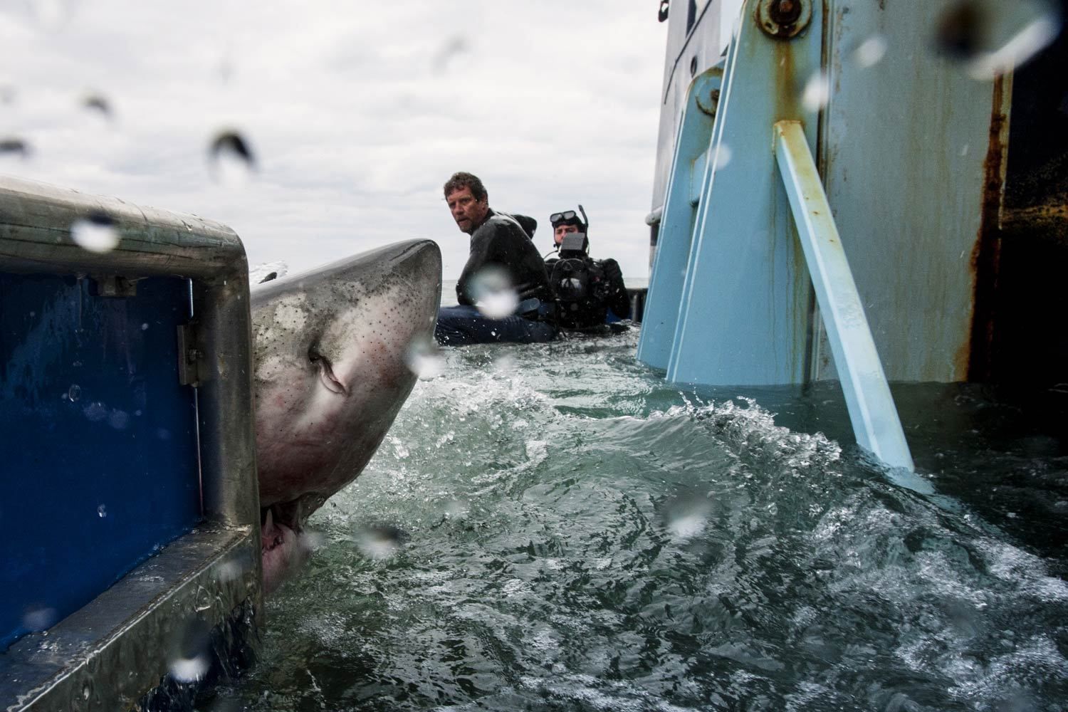 MYSTERIOUS ATLANTIC WHITE SHARK