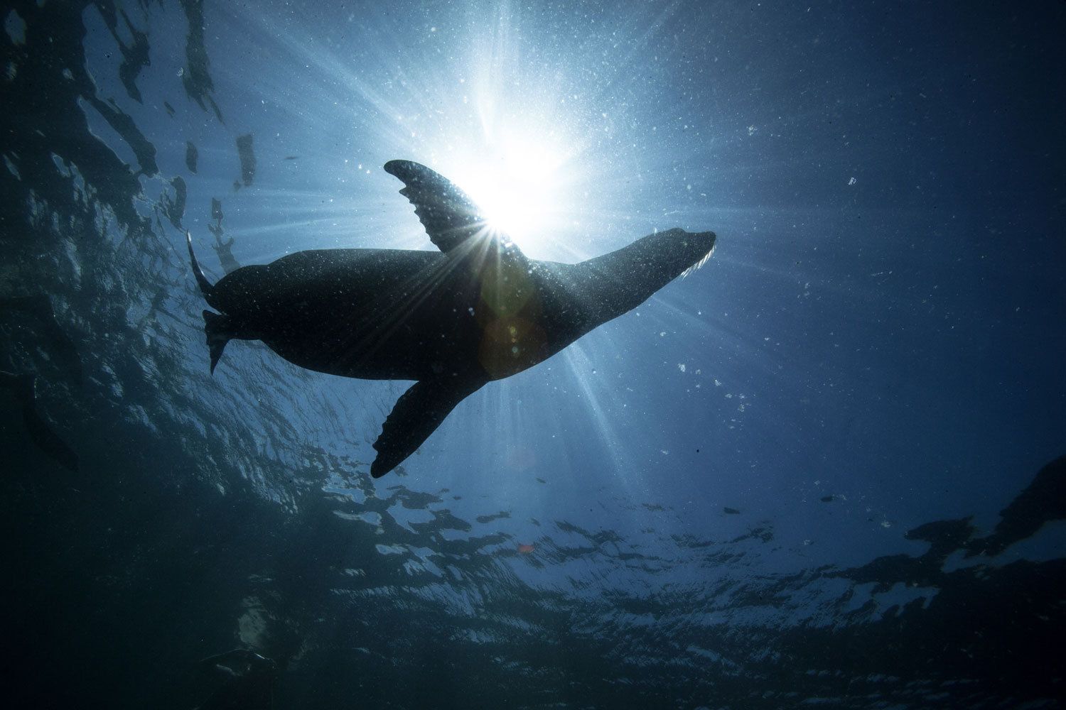 Galapagos Ocearch Expedition - Jacksonville Adventure Photographer