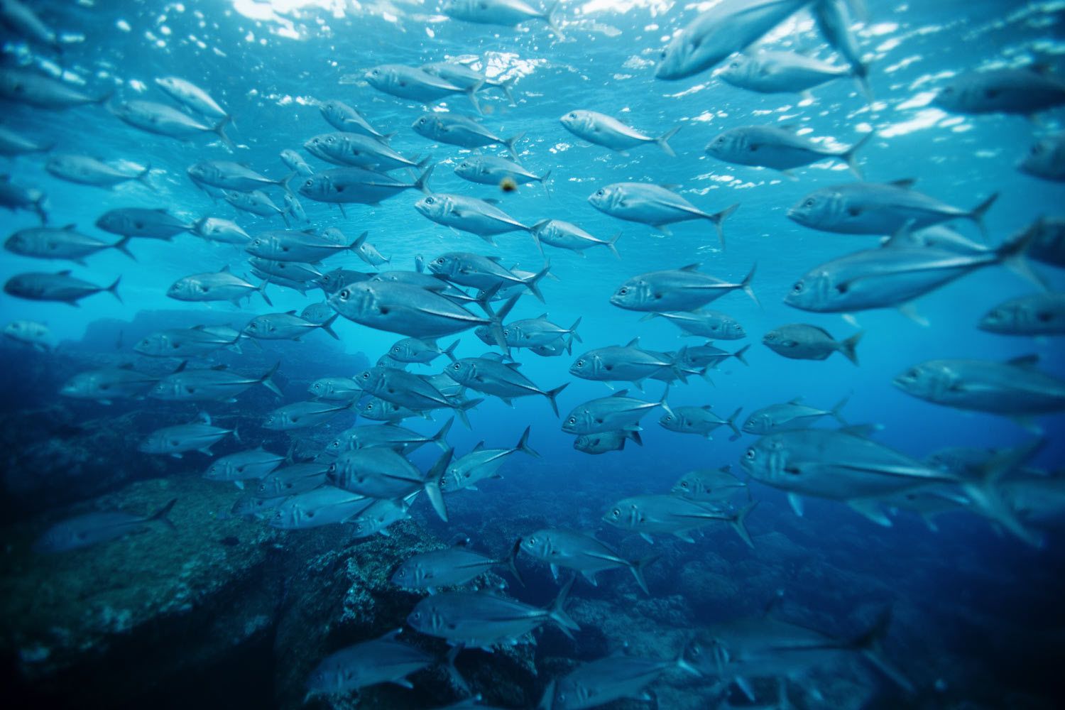 OCEARCH Photoshoot - Florida Underwater Fish and Wildlife Photographer