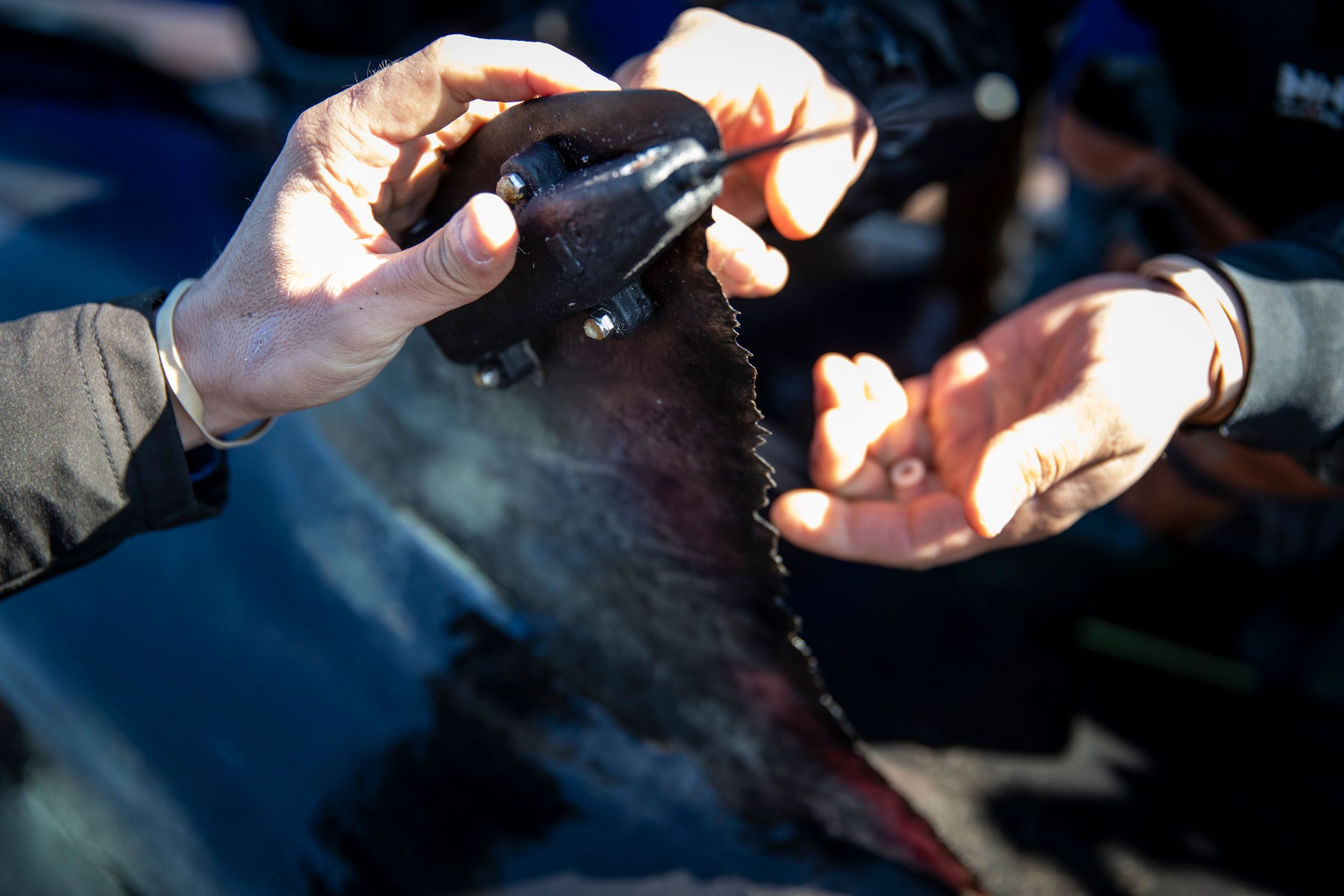 10032019_OCEARCH_WIronBound_NovaScotia_1983.jpg