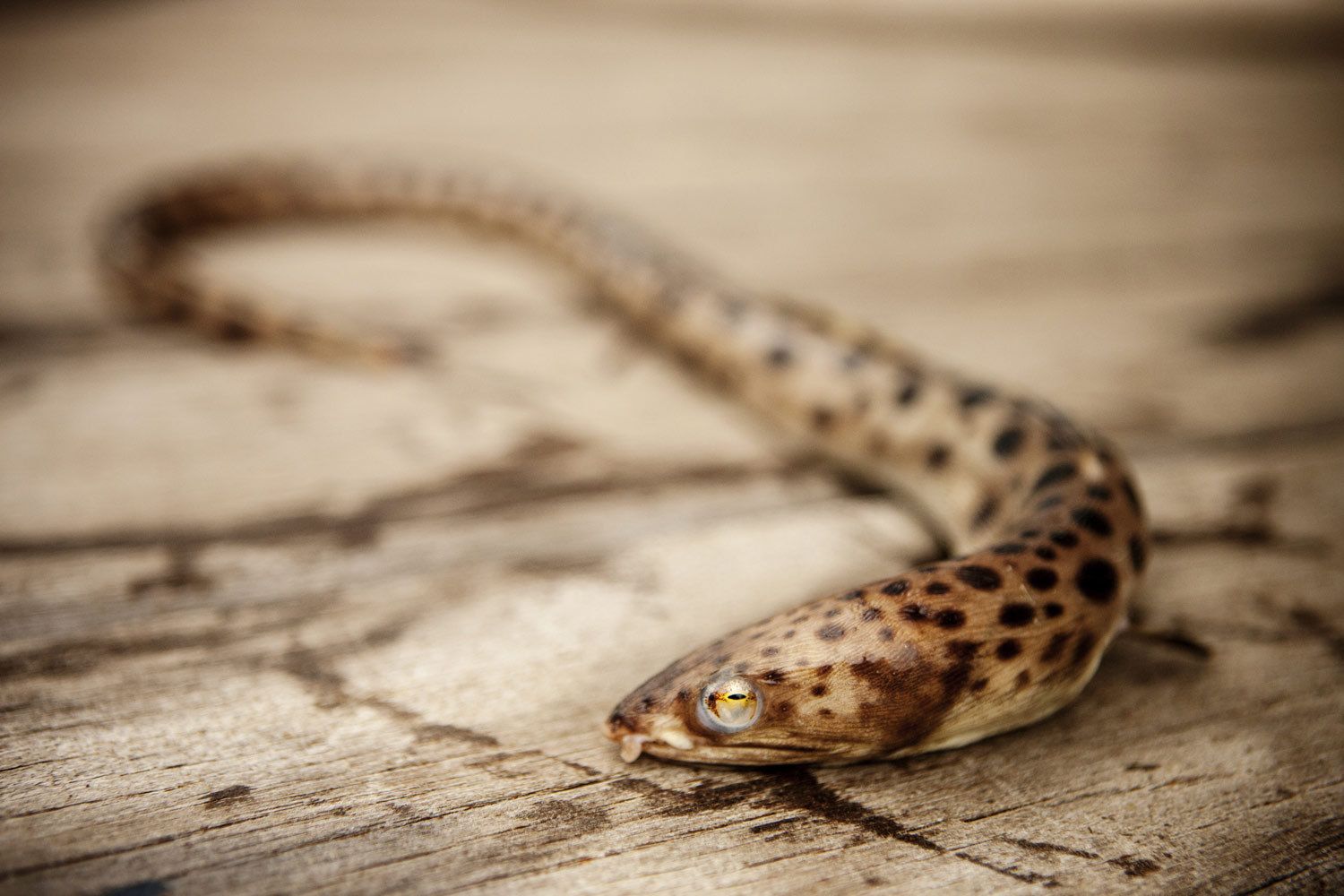 Ocearch Galapagos Island Trip - Florida Nature and Marine Life Photographer