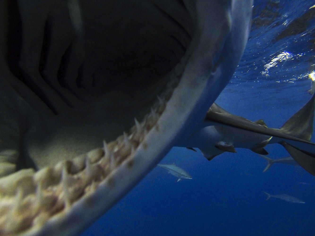 Florida Shark and Marine Life Photography