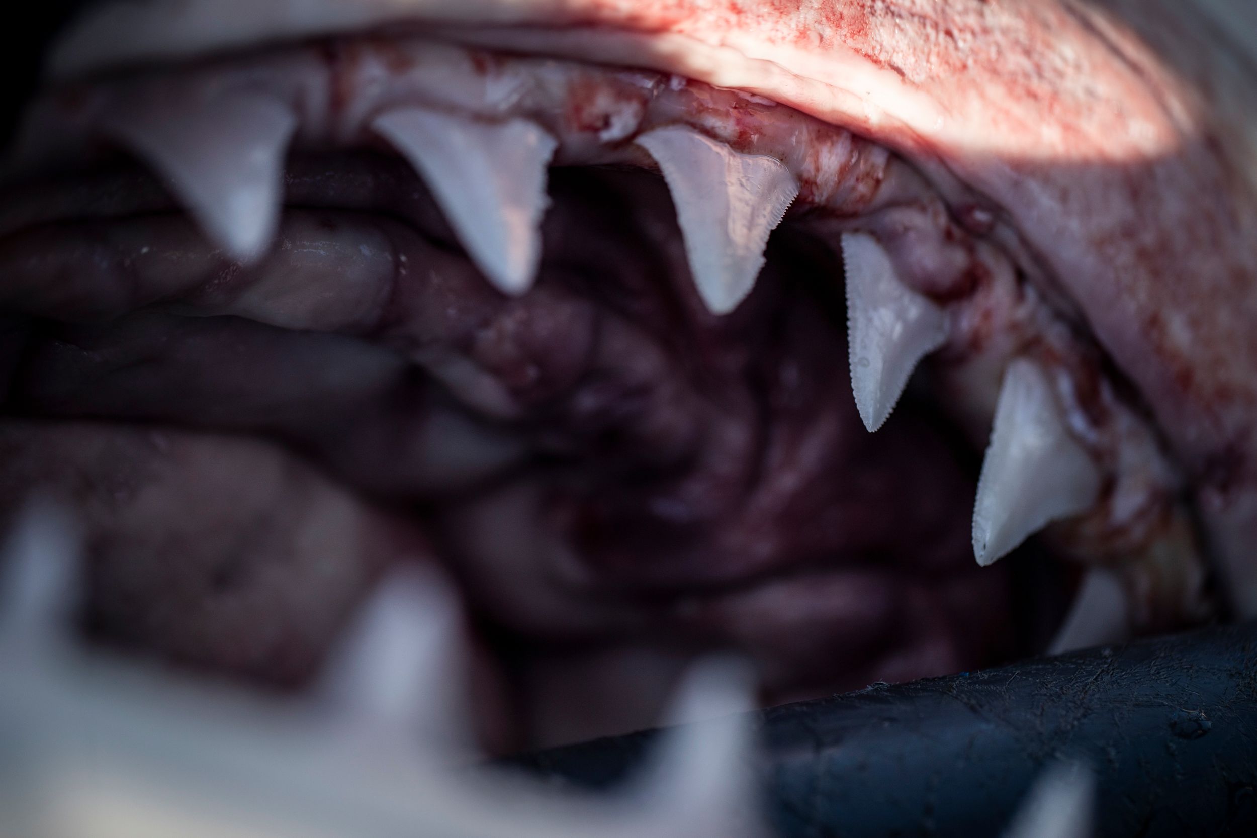 MYSTERIOUS ATLANTIC WHITE SHARK