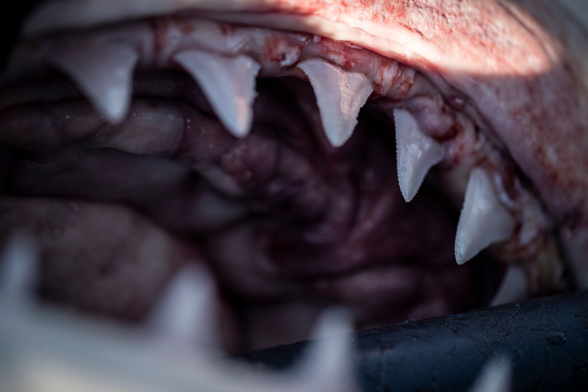 MYSTERIOUS ATLANTIC WHITE SHARK