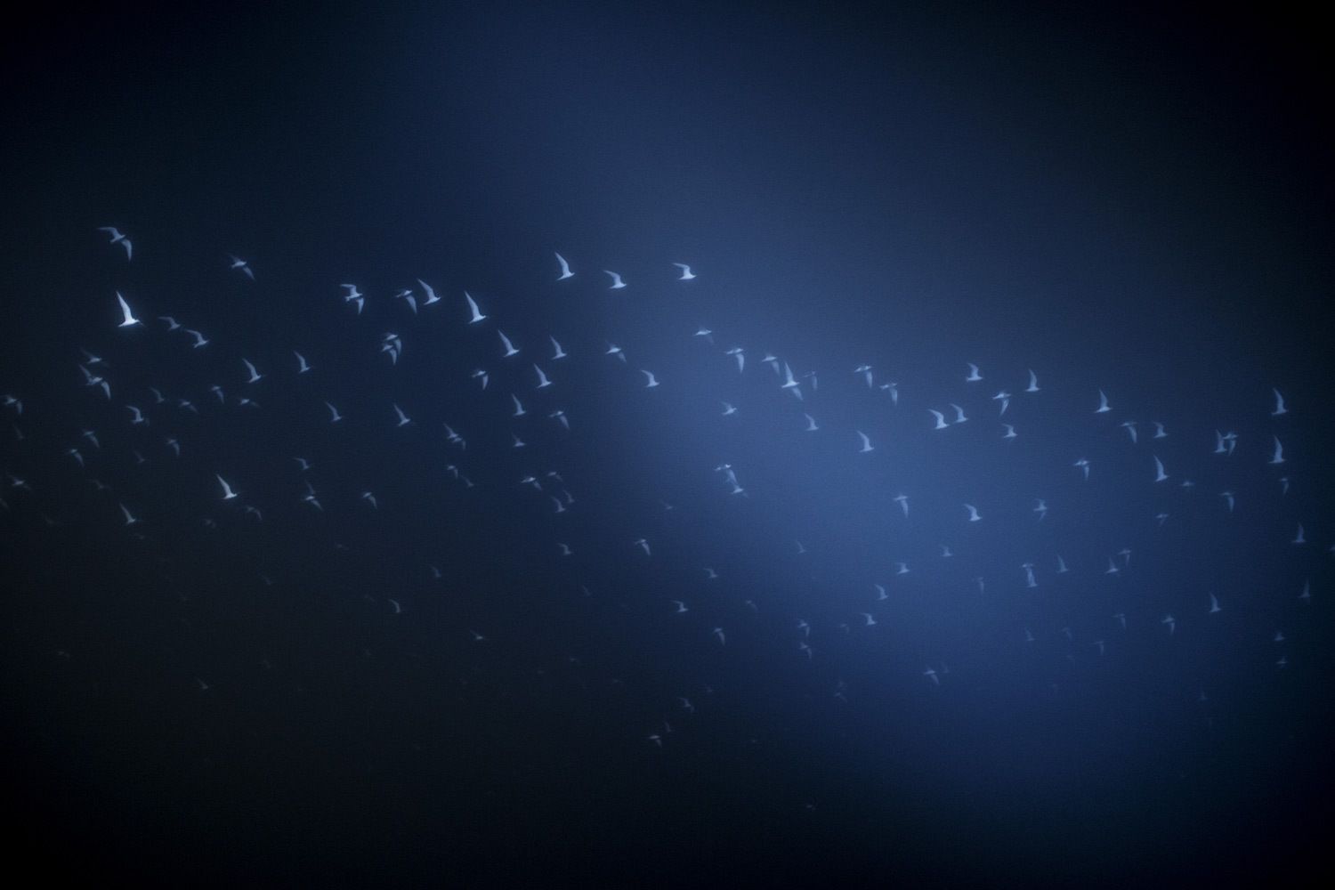 1seagulls_ocearch_night_flock_r_snow.jpg