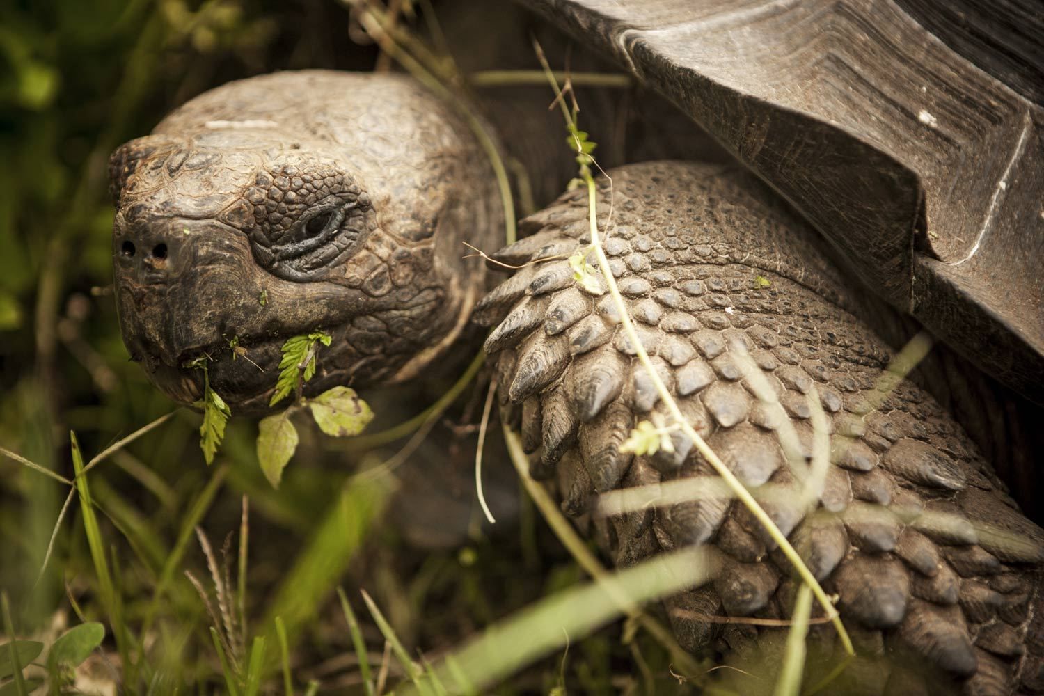 Galapagos Turtle - Florida WIldlife and Nature Photographer
