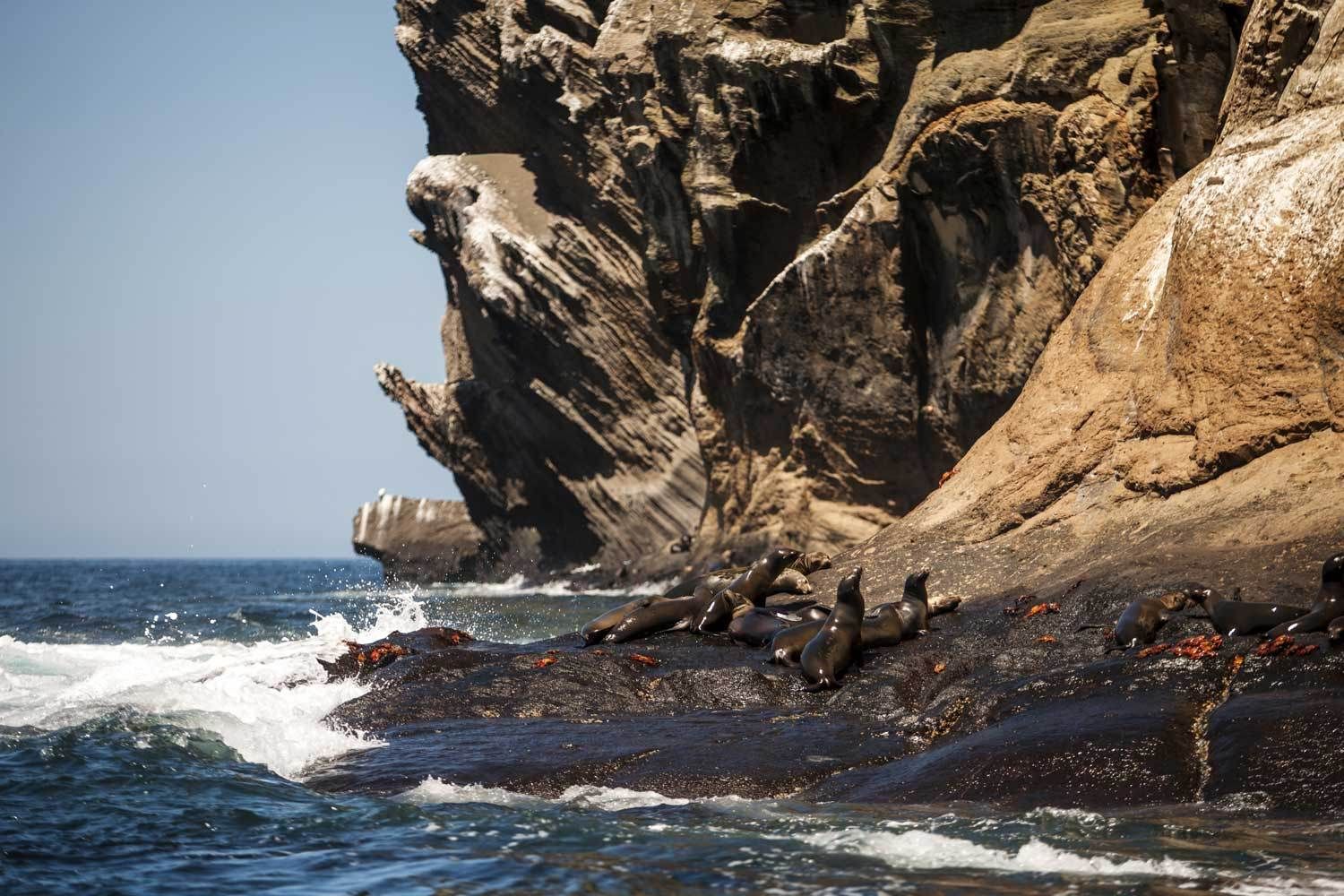 Galapagos Island - Florida Wildlife and Nature Photographer