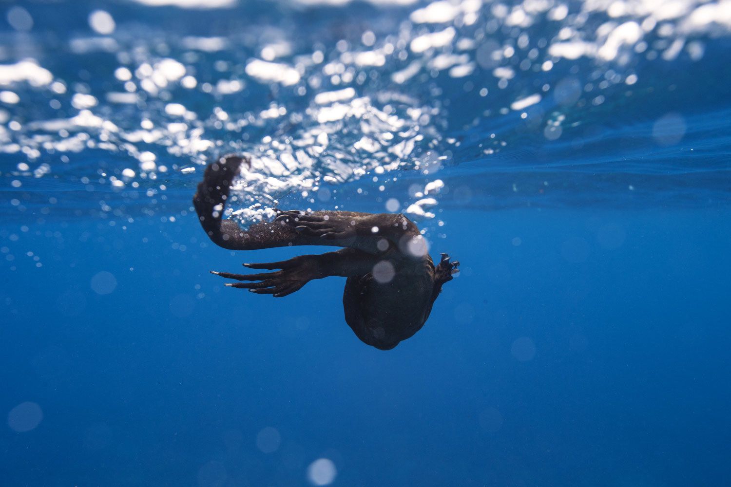 Florida Underwater Marine Life Photographer