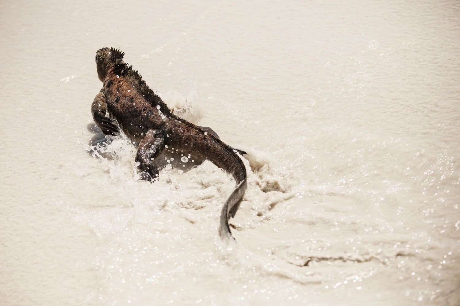 Galapagos Lizard - Miami, Florida Marine and Wildlife Photography