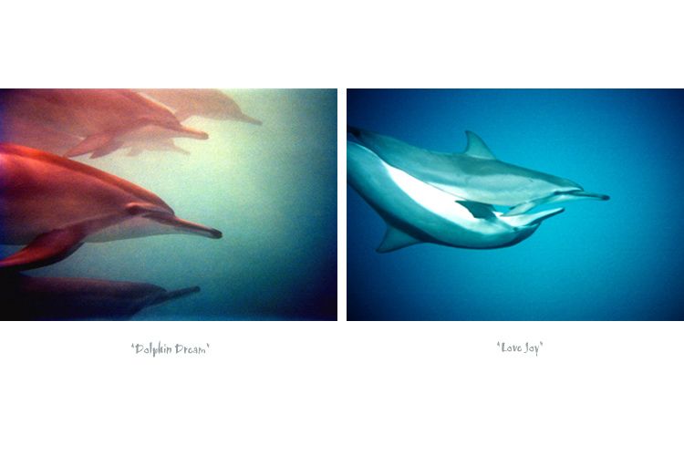 "Dolphin Dream"     &     "Love Joy"