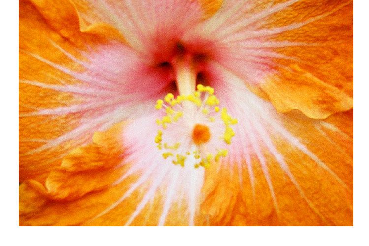 'Orange Hibiscus'