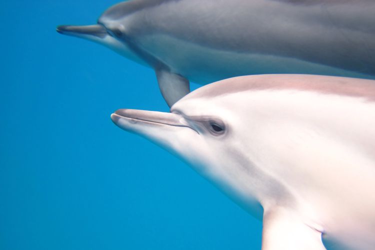"Baby Spinner Dolphins"