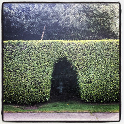 Hole Hedges.JPG
