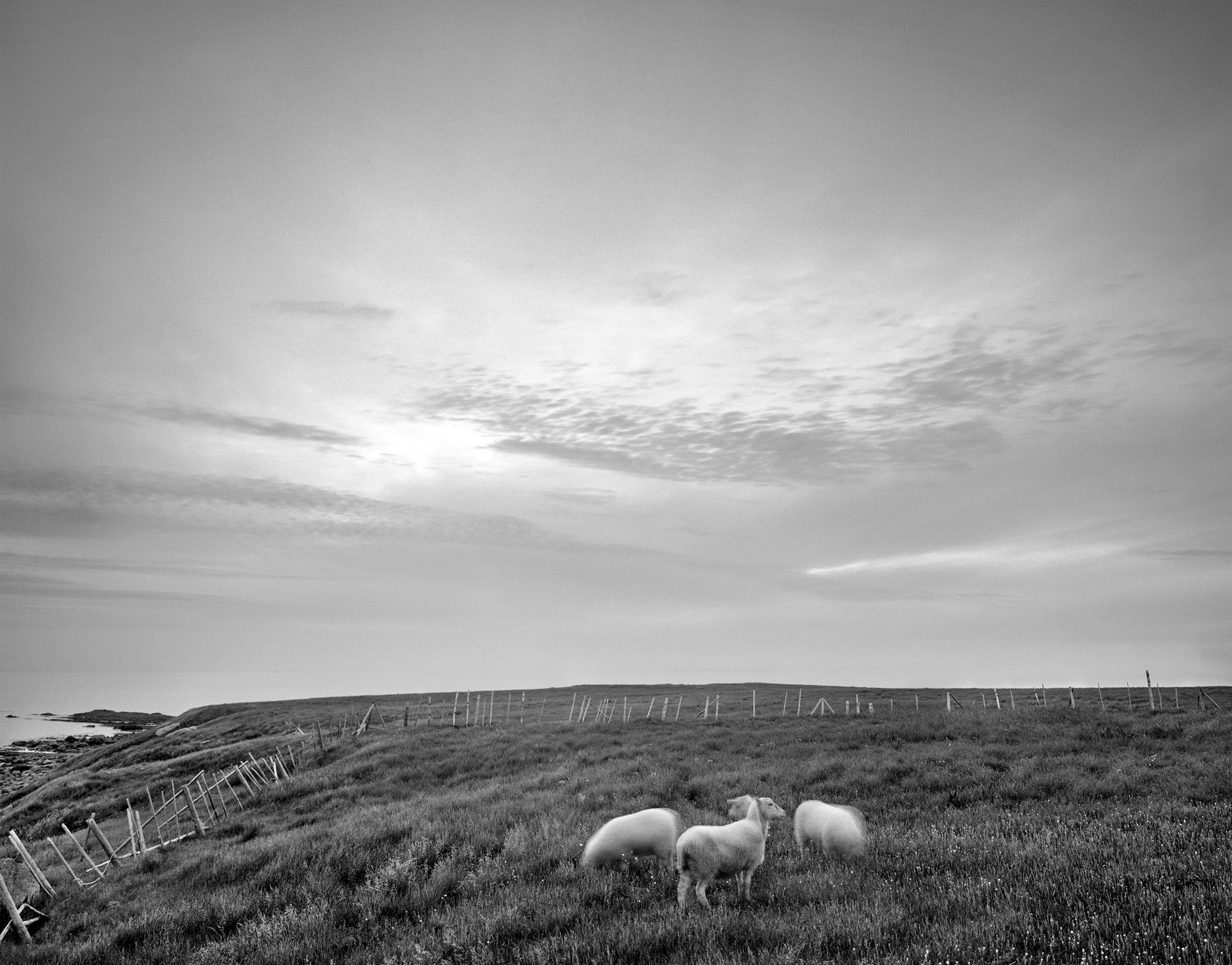 Grazing Sheep, Green Point, near Rocky Harbour, Newfoundland, Canada