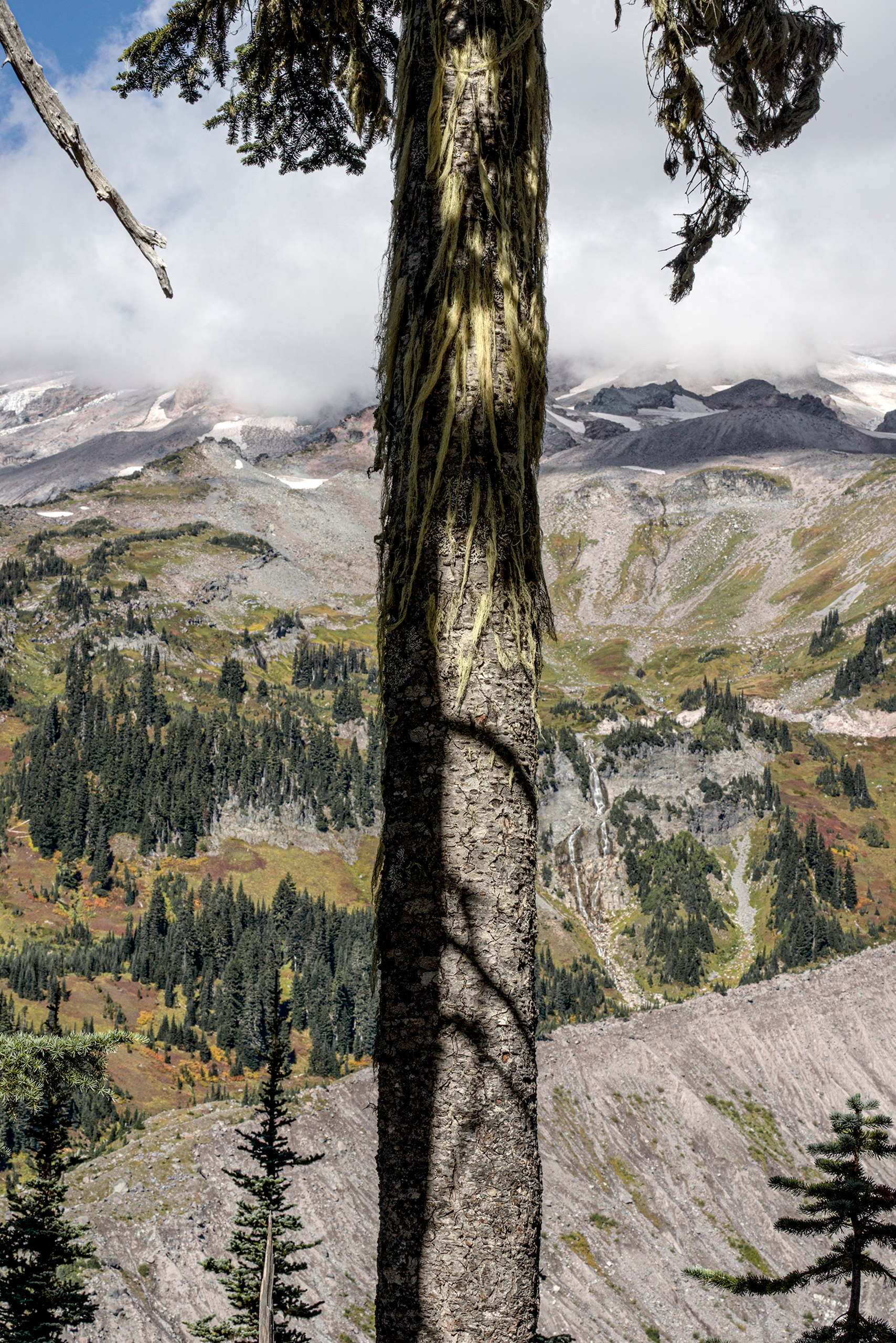 Subalpine Fir Tree, Mt. Rainier, Washington
