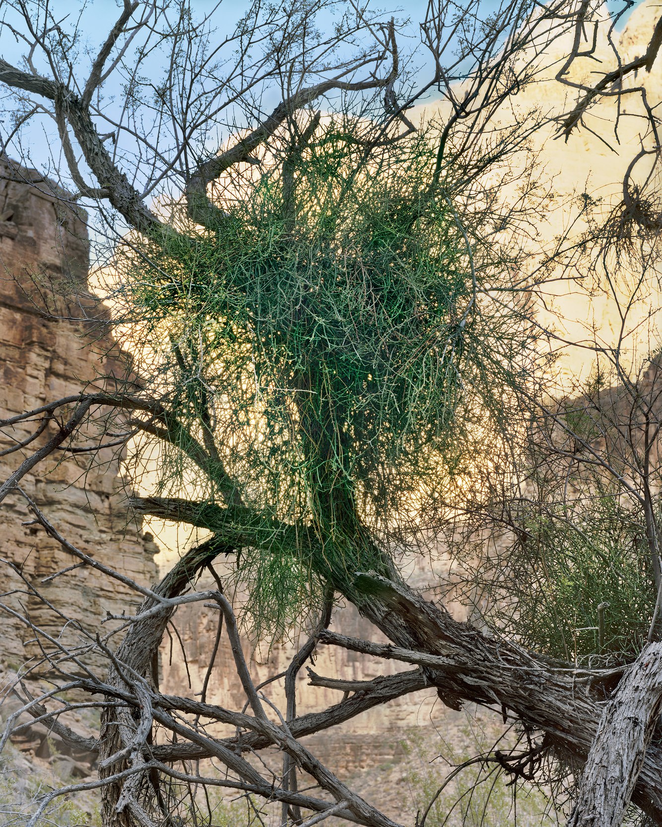 Desert Mistletoe, Parashant Canyon, near Colorado River, Arizona 2.12.2026.jpg