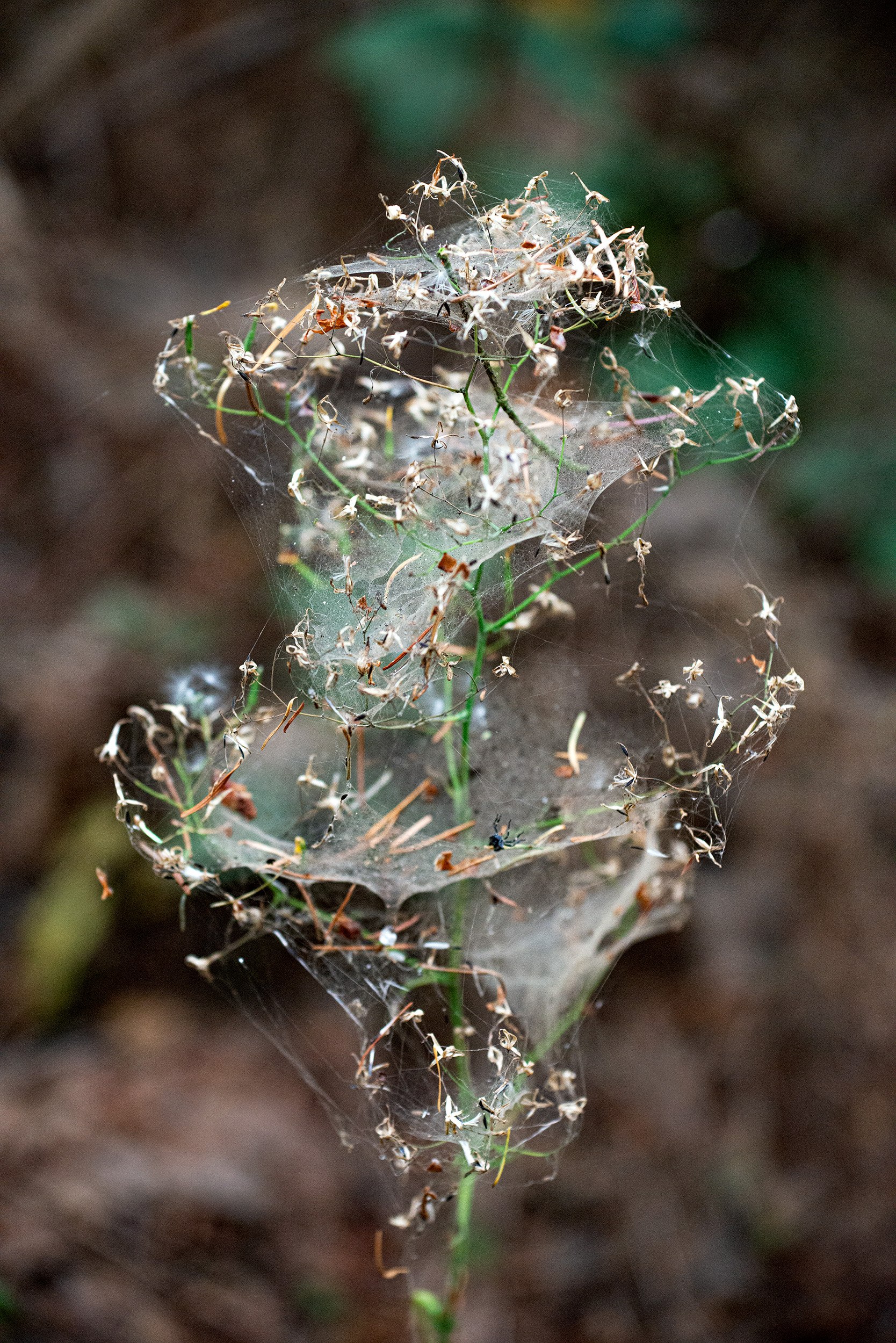 Plant Wrapped in Spider Web, Discovery Park, Seattle, Washington