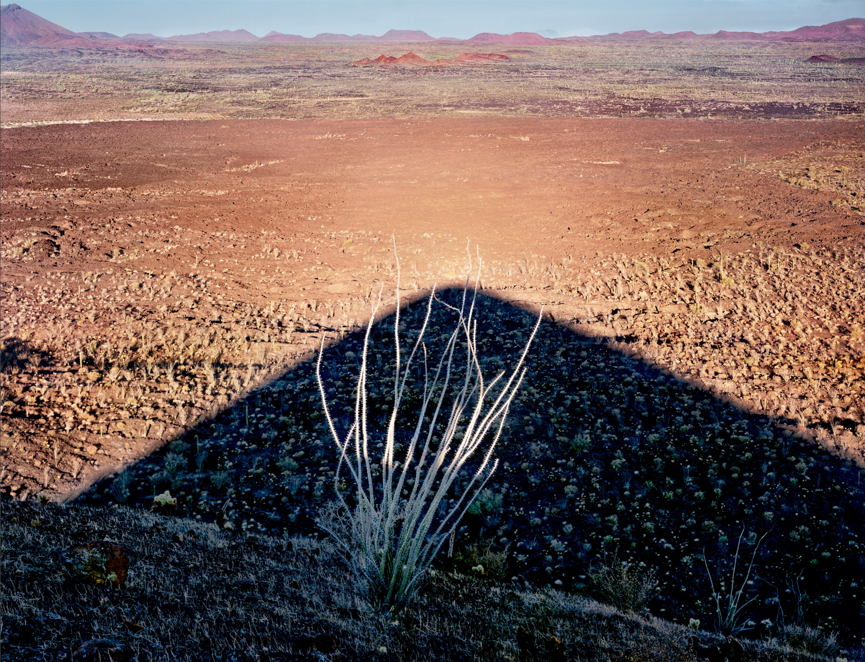 Octillo, El Cono Rojo, near El Sierra Pinacate, Sonoran Desert, Mexico