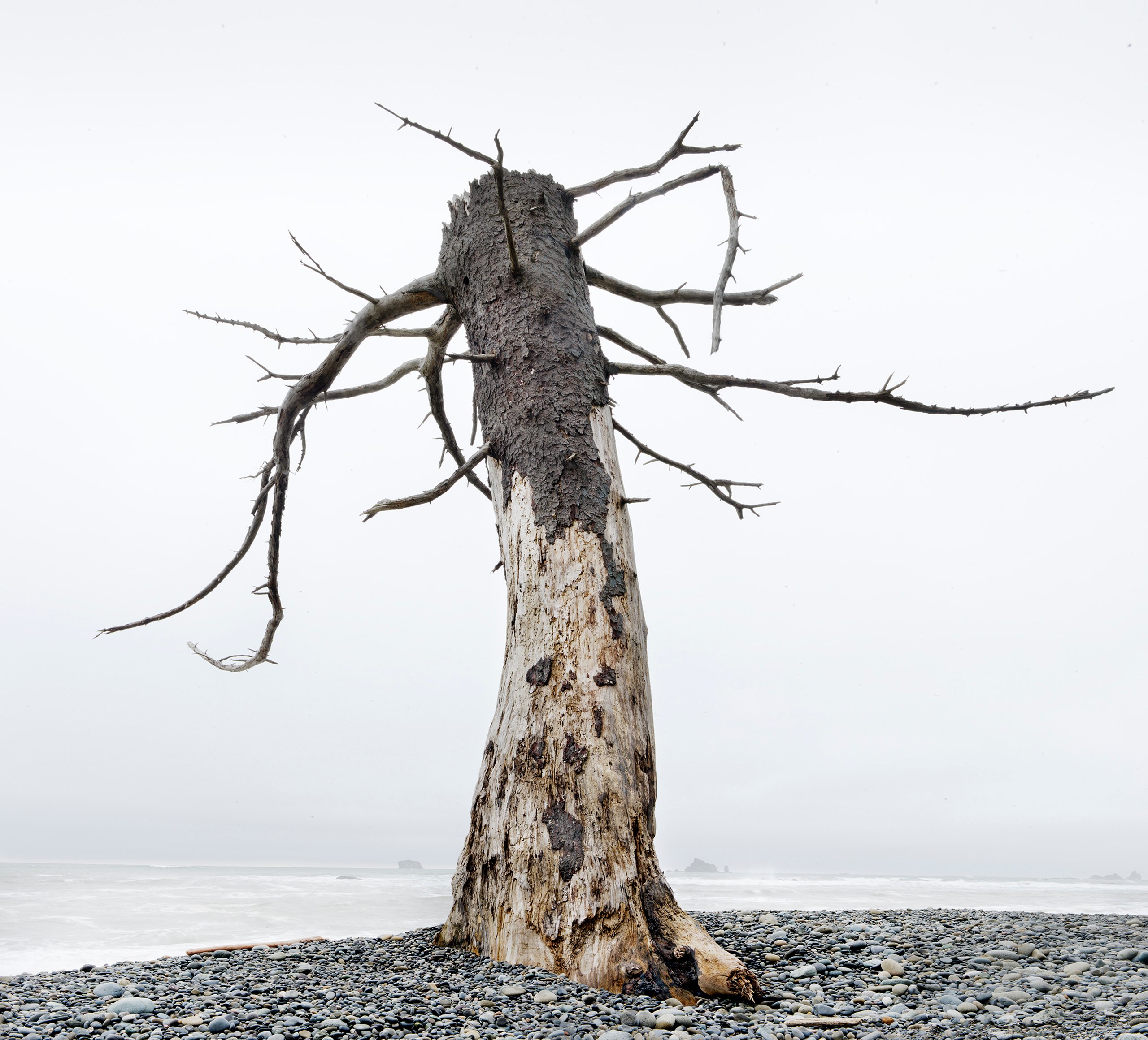 Tree Stump, Rialto Beach, Olympic Peninsula, Washington