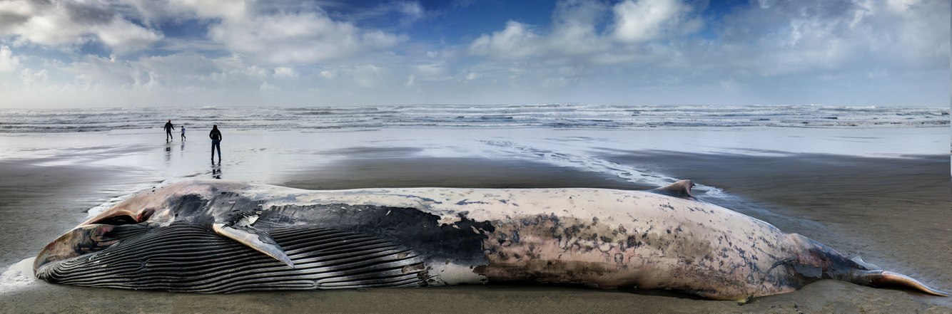 150. Beached Fin Whale, Sunset Beach, Oregon 4.2.2026B.jpg